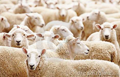 troupeau-de-moutons-13762235